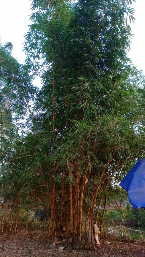 Narayanalayam-Vintage Retreat-Homestay & Rest'Inn Kannur Luaran gambar